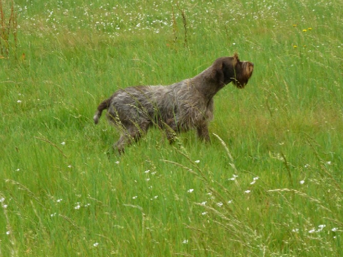 du haut de la prairie - CACS et RCACIB pour IZARD DU HAUT DE LA PRAIRIE