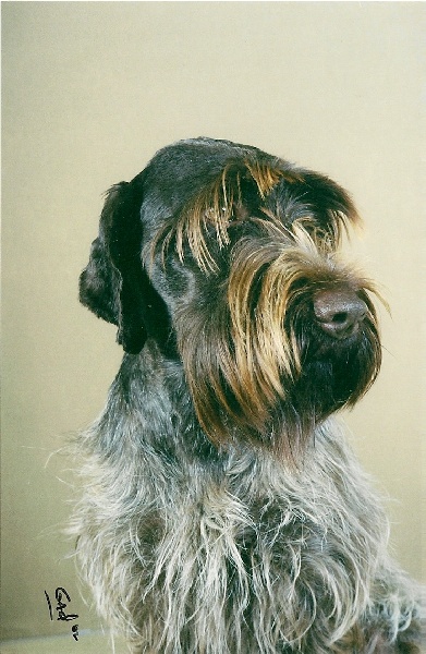 TR. CH. Phobie du haut de la prairie
