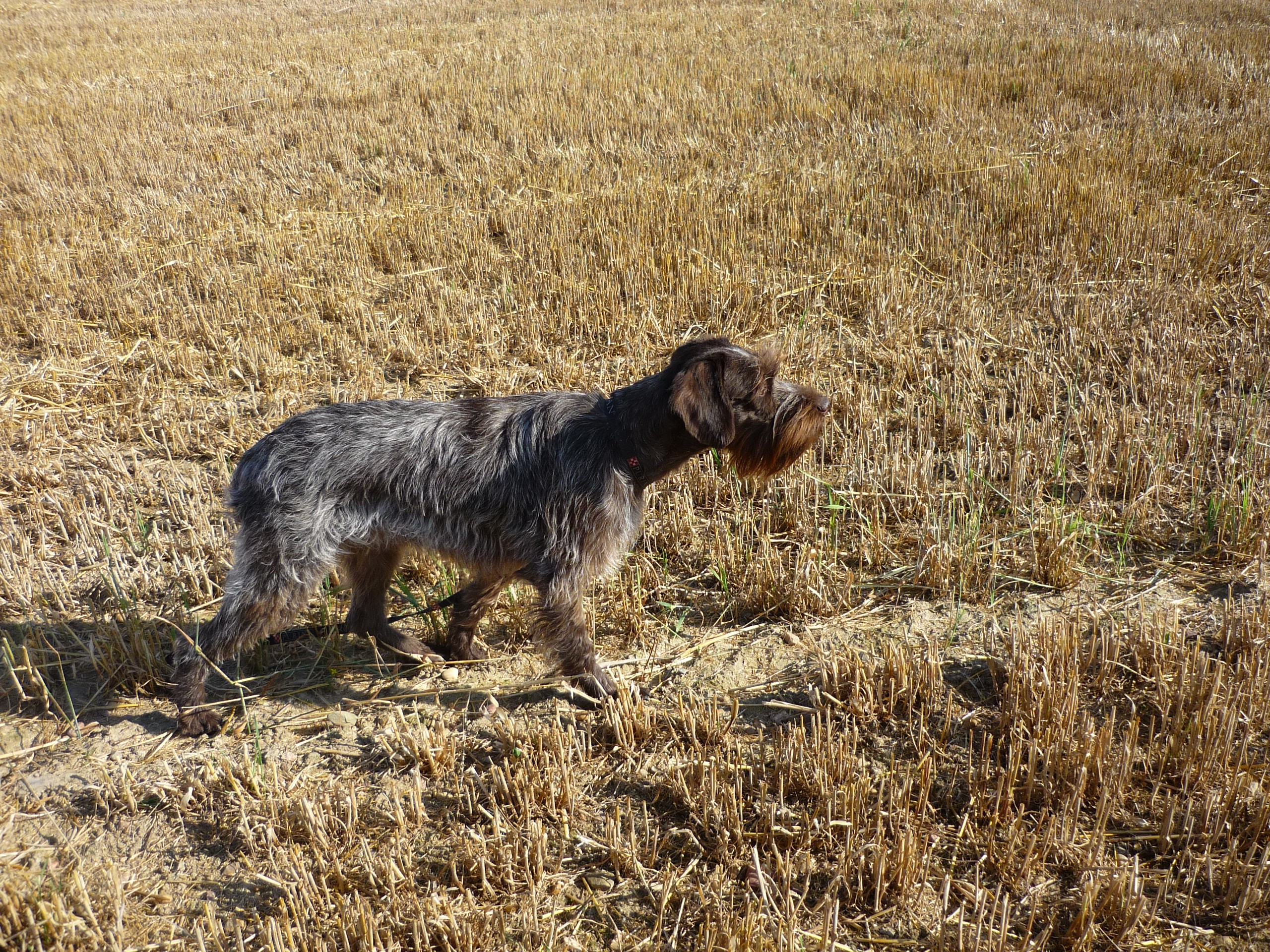 Louna du haut de la prairie