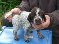 CHIOT
