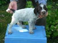 CHIOT