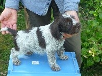 CHIOT
